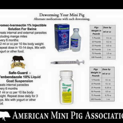 mini pig deworming