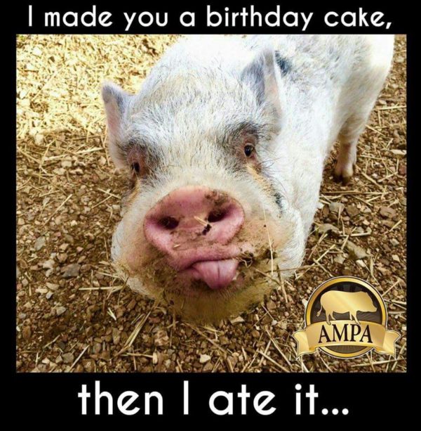 mini pig birthday card