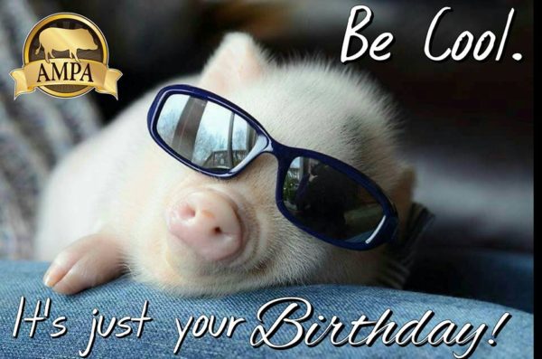 mini pig birthday card