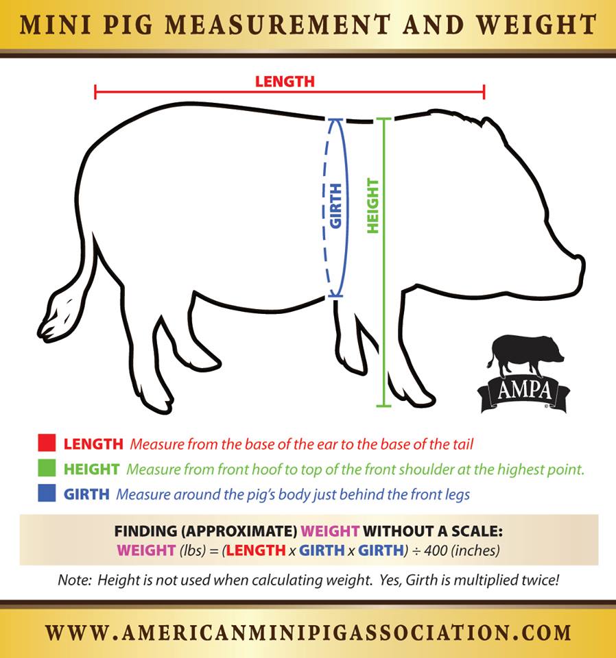 Mini Pig Feeding Chart