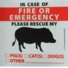 mini pig fire alert sticker