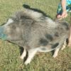 AMPA FORK Ultimate Pig Tranquilizer - Image 2