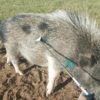 AMPA FORK Ultimate Pig Tranquilizer - Image 3