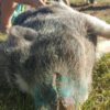 AMPA FORK Ultimate Pig Tranquilizer - Image 4