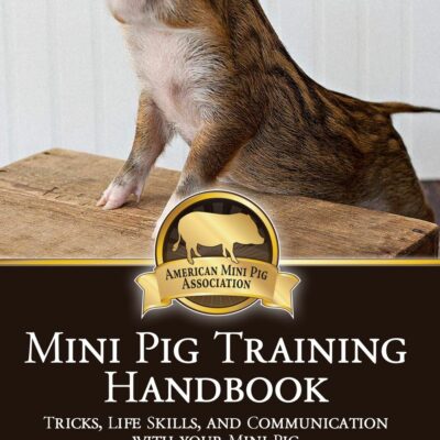 mini pig training