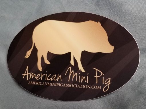 american mini pig sticker