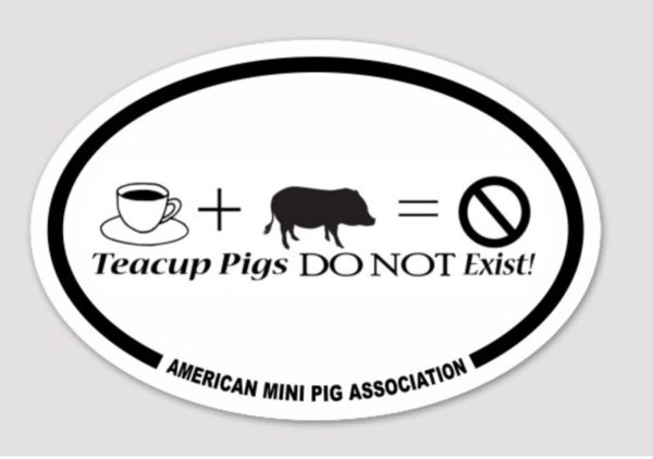 teacup pig sticker decal