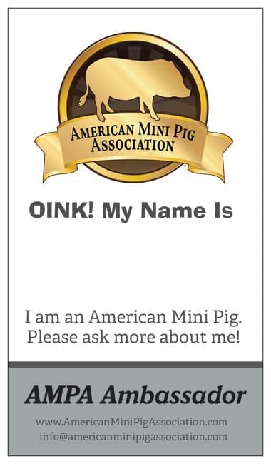 mini pig name tag